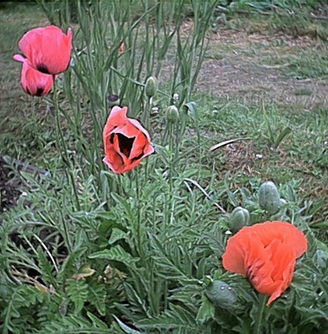 Poppies (1 June)